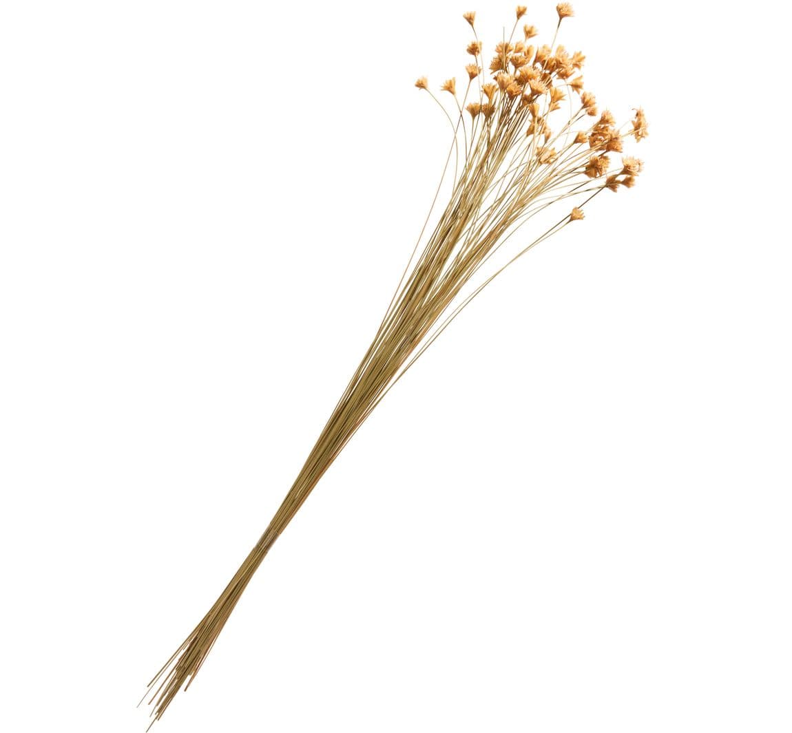 30% Rabatt auf Hillflower Trockenblumen bei Vbs-hobby